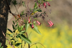Tropaeolum pentaphyllum