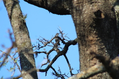 Mimus triurus