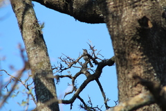 Mimus triurus