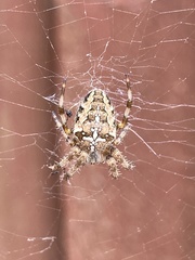 Araneus diadematus