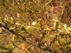 Aspalathus granulata