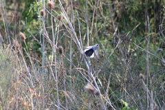 Polioptila dumicola