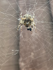 Araneus diadematus