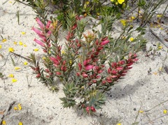 Astroloma microdonta