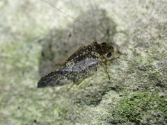 Myopsocidae
