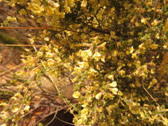 Aspalathus granulata