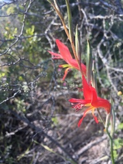 Gladiolus vandermerwei