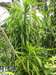 Dracaena