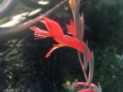 Gladiolus vandermerwei