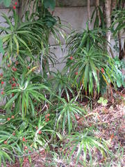Dracaena