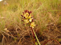 Wurmbea spicata