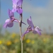 Clovenlip Toadflax - Photo (c) Sébastien SANT, some rights reserved (CC BY-NC), uploaded by Sébastien SANT