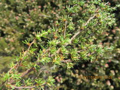 Cliffortia ramosissima