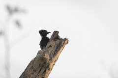 Meiglyptes jugularis