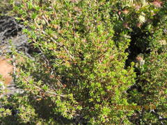 Cliffortia ramosissima