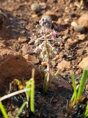 Ledebouria leptophylla