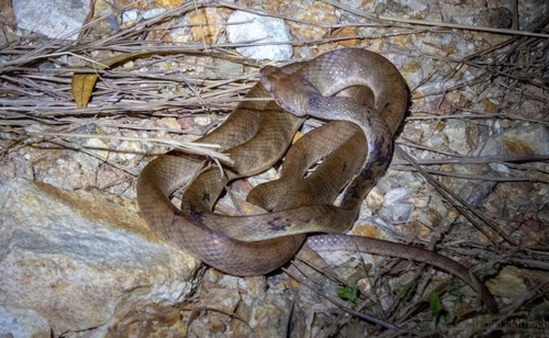 Brown Tree Snake sighting