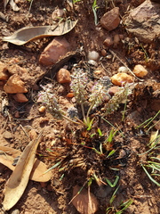Ledebouria leptophylla