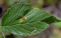 Stigmella splendidissimella