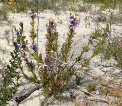 Calectasia narragara