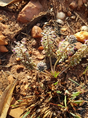 Ledebouria leptophylla