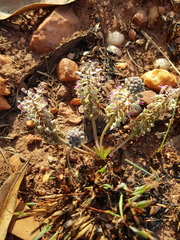 Ledebouria leptophylla