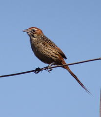 Sphenoeacus afer afer