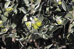 Xiphotheca fruticosa