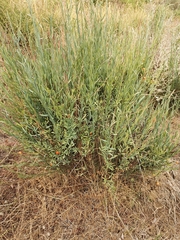 Osyris alba