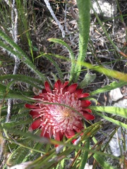 Protea denticulata