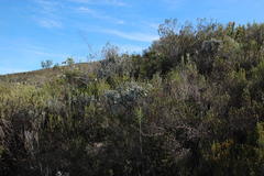 Xiphotheca fruticosa