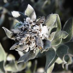 Xiphotheca fruticosa