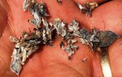 Xiphotheca fruticosa