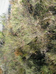 Passerina rubra