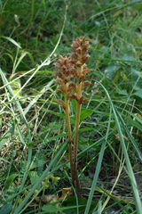 Orobanche bartlingii
