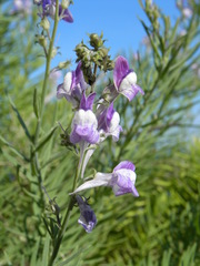 Linaria capraria