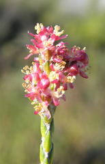 Passerina rubra