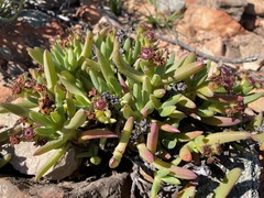 Ruschia diversifolia