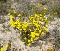 Hibbertia hypericoides hypericoides