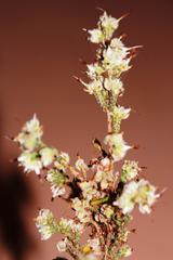 Erica xeranthemifolia