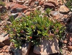 Ruschia diversifolia