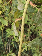 Rosa canina image