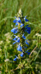 Salvia uliginosa