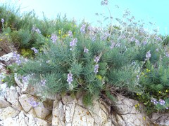 Linaria capraria