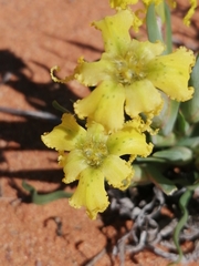 Ferraria macrochlamys serpentina