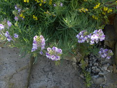 Linaria capraria