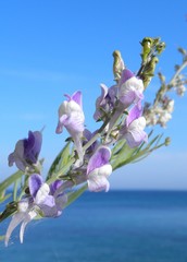 Linaria capraria