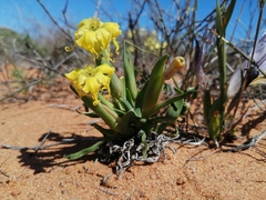Ferraria macrochlamys serpentina