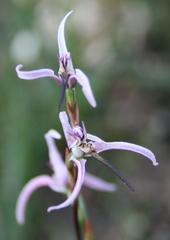 Disa biflora