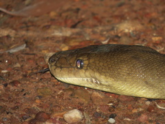 Liasis olivaceus